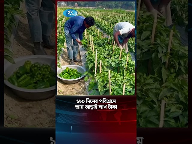 ১২০ দিনের পরিশ্রমেআয় আড়াই লাখ টাকা | Pepper Plants | Capsicum