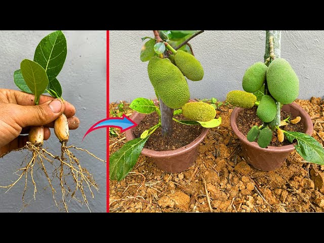 How to grow jackfruit from jackfruit seed | how to propagate jackfruit from jackfruit seed fast