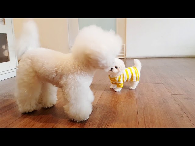 Bichon frise is so cute! lovely puppy videos - Teacup puppies KimsKennelUS