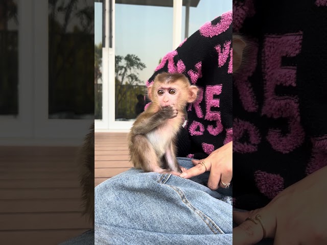 super cute baby monkey melia #animal #baby #happy #cute #baby #shorts