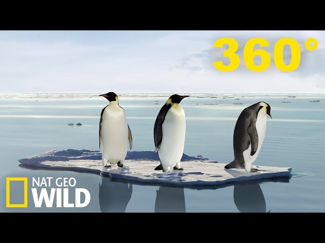 Vidéo 360° Exploration de manchots et de phoques en Antarctique