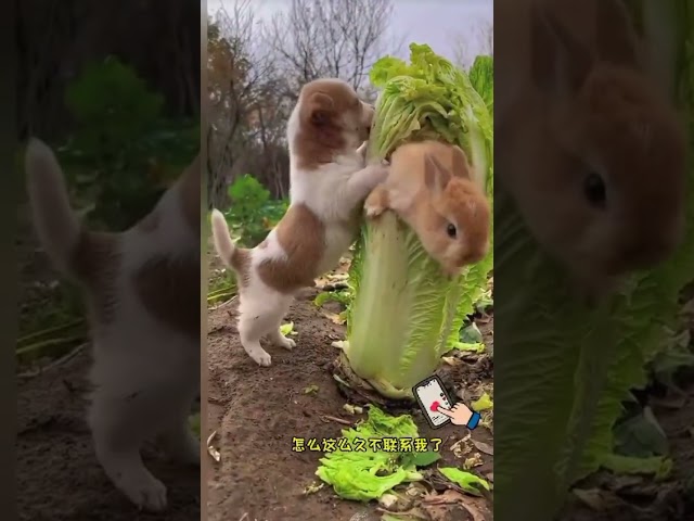 Baby dogs🐕 Cute and funny dog video #dog #shorts #viral #funny #cute #puppy