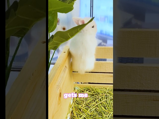 Cute Bunny - I May Be 99% Angel 😁🥰 #funny #funnyvideo #cute bunny #rabbit