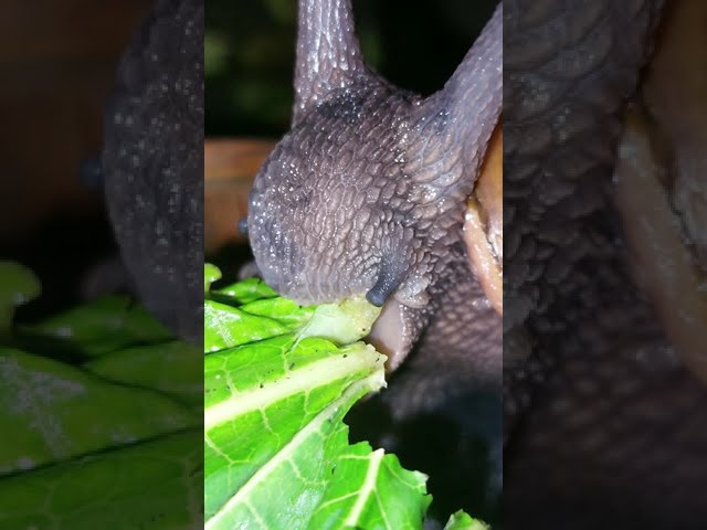 Snails love pawpaw