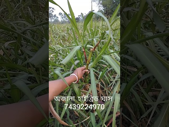 The Secret Hybrid Grass Farming of Bangladesh