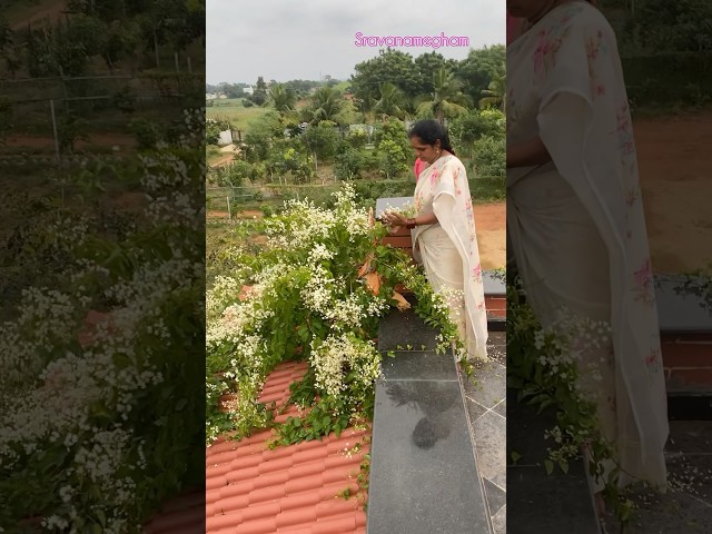 ఈ పూల మెక్క ఎక్కడ కొన్నాను?దీని పేరేంటి?#beautifulnature #organicvillage #love #home