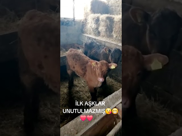 ELİF❤️ UMUTCAN ❤️😘😘#keşfet #angus #BUZAĞI #redangus #redanguscattle #redangusbull #angus #cow