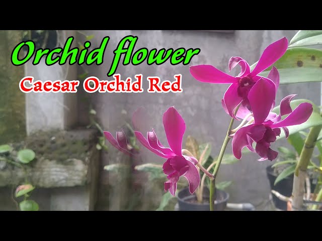 The Beauty of Caesar Orchid Red