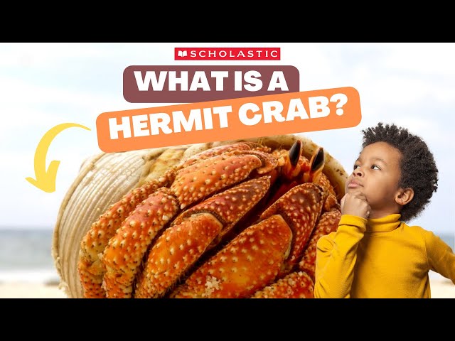 HERMIT CRAB 🦀 Facts for Kids | HERMIT CRABS Live in SHELLS 🐚