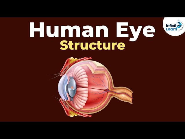 Structure of the Human eye | Human eye and the colorful world | Physics | Infinity Learn NEET