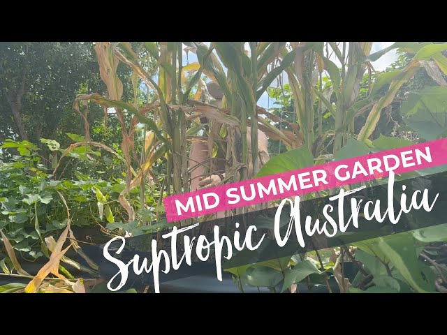 Midsummer Vegetable Garden in Subtropical Australia