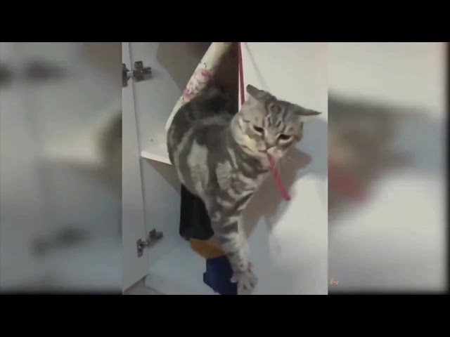 World best funny animals, try to not laugh, cat vs people