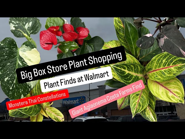 Big Box Store Plant Shopping at Walmart Plant Finds Monstera Thai Constellation Easy Care Houseplant