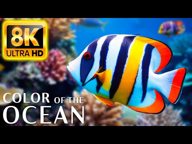 Colors Of The Ocean 8K ULTRA HD - The best sea animals for relaxing and soothing music #13