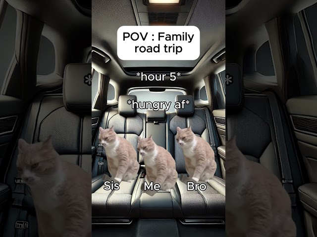 Cat memes 🐱 Family road trip #catmemes #relatable #cat #catshorts #shorts #family #roadtrip