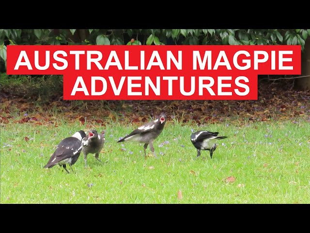 Australian Magpie Adventures: Daily Joys & Surprising Encounters