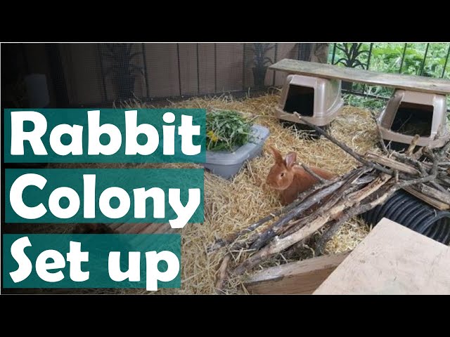 How to set up a rabbit colony for meat rabbits on the homestead