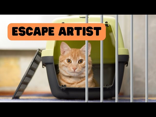 Tips To Stop Your Cat Escape Artist #Shorts