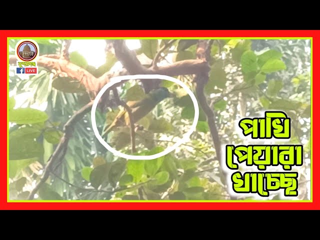 পাখির পেয়ারা খাওয়ার মুহূর্তের দৃশ্য | Viral News Sundarganj