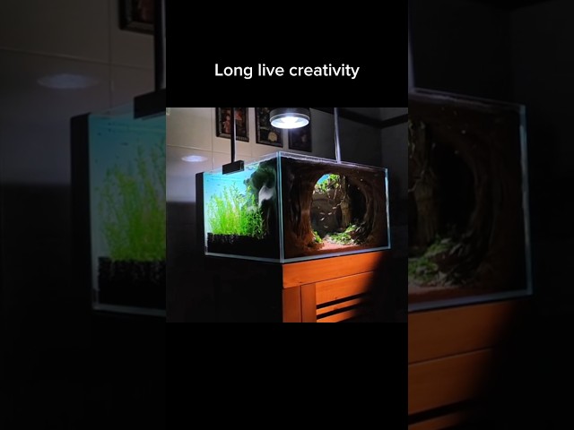 Super creative aquascape #shorts