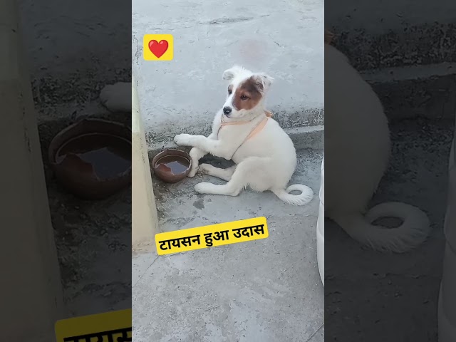 टायसन हुआ उदास ❤️ #dogs #doglover #dogshorts #dogshorts #viral #trending #fun #ypk #oldisgold #new