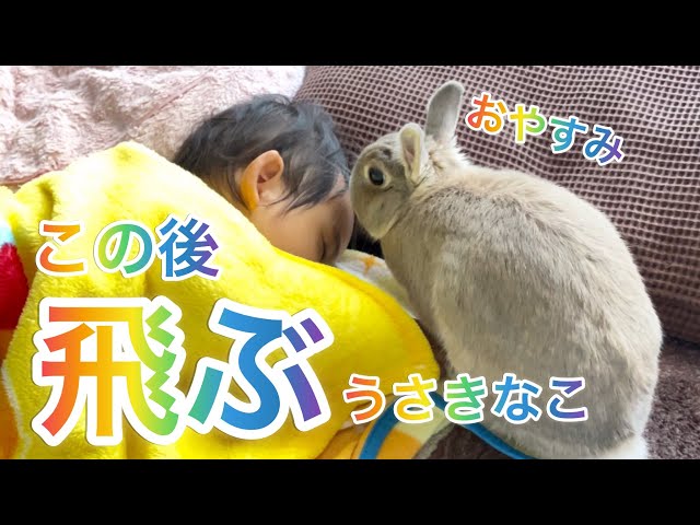 80話うさぎのきなこノリノリ！妹の昼寝中のひそかな遊び