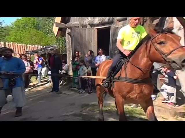 Horse vs five men  3D VR180 4K