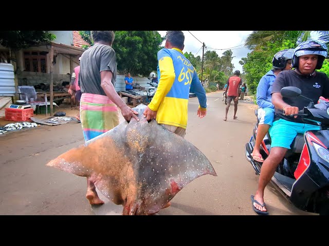 Amazing! Perfect Village Traditional Street's Fish Market Huge  Fish Cutting Skills