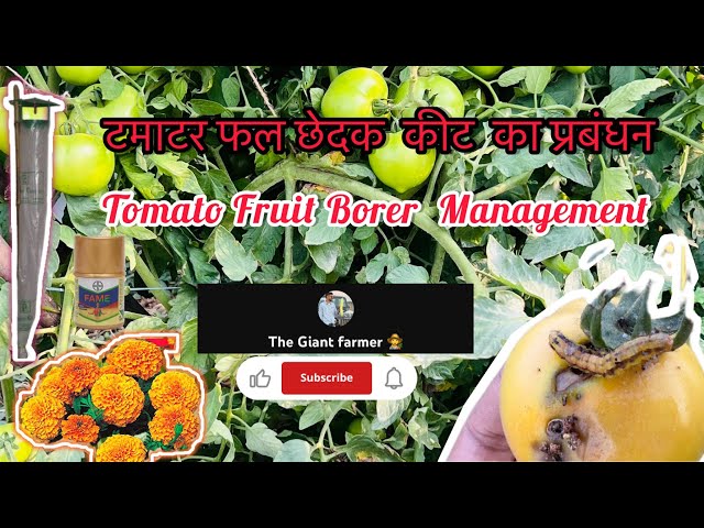 टमाटर फल छेदक कीट का नियंत्रण 🐛|| 🍅टमाटर की इल्ली🐛 ||Tomato Fruit Borer Management |Fruit Borer |