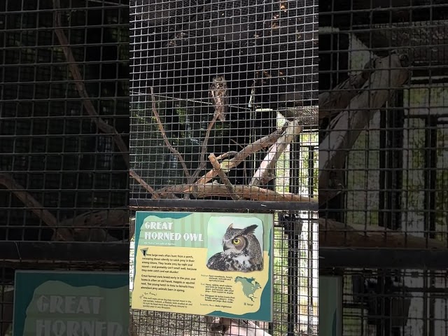 GREAT HORNED OWL