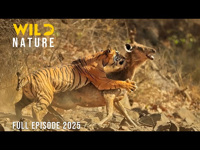 WILD SUNDARBANS | Struggle for Survival in the Mangrove Maze | Animal documentary