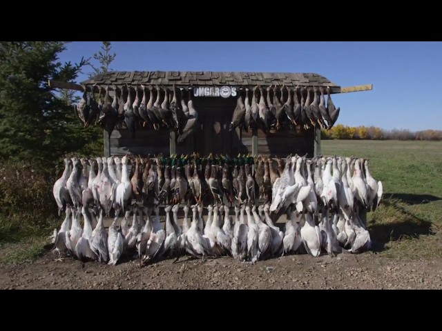 Hired to Hunt Season 2 #9 - Goose Hunting and Duck Hunting.  Limit hunts in Alberta