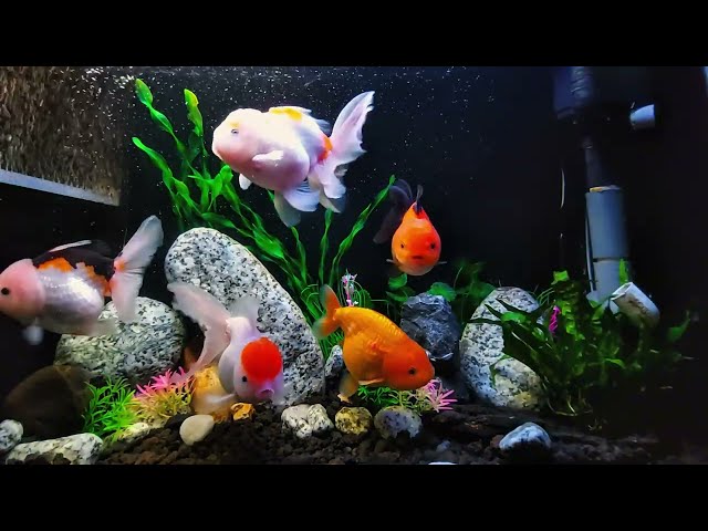 4K Fish Tank Sounds for Sleep & Relaxation | No Music, Only Water Sound