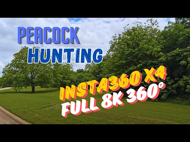 Peacock Hunting with the Insta360 X4: The Best Consumer 360 Camera Ever?