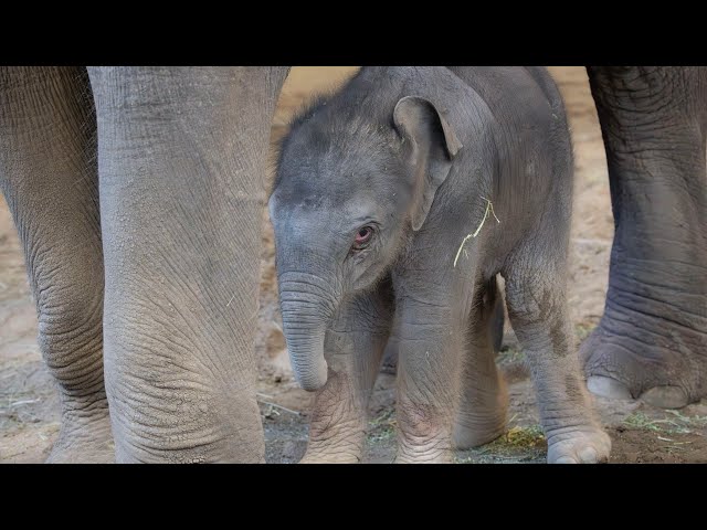 Newborn Asian Elephant Calf Takes First Steps