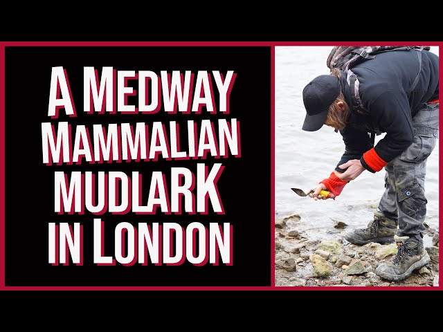 A Medway Mammalian Mudlark in London . A Foggy Visit to the Thames , Mudlarking for History