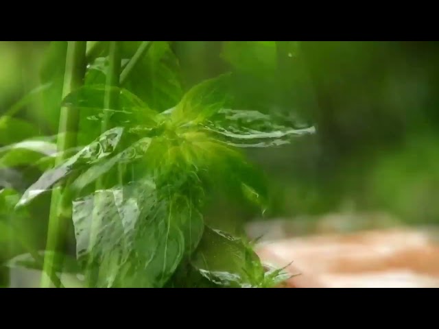 Rain Sounds on Leaves | Sleep Deeply with Gentle Rainfall | Relaxing Sounds for Sleeping & Insomnia