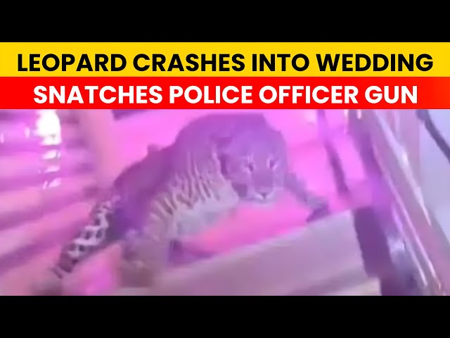 Leopard Crashes Lucknow Wedding, Snatches Police Gun Before Capture