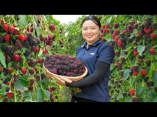 Harvesting Sour Strawberry Goes To Countryside Market Sell | Harvesting Fruits and Vegetables