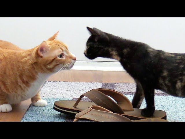 Introducing Cats to New Kittens for the First Time