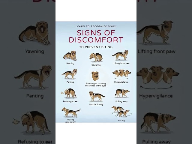 [🚨11 Secret Dog Signals: Bite Alert! 🐶] #DogSafety #PetTips