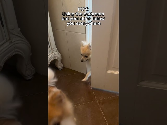 Can I have some privacy? #pomeranian #dog #shorts #funny #pets #fyp #foryou #youtubeshorts #viral