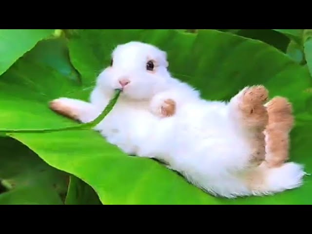 The Cutest Bunny Rabbits on the Internet 2023 | Easter Bunnies TikTok Compilation