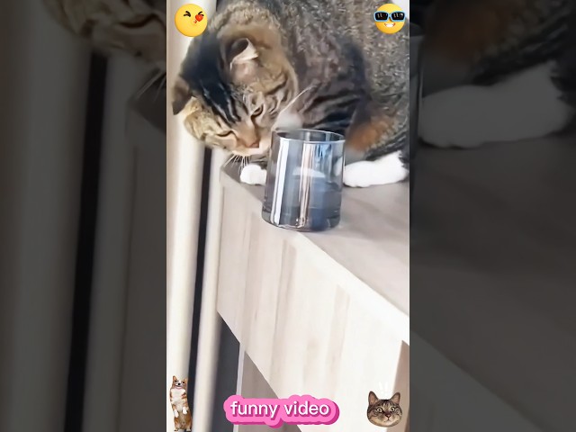 Super Cute Cat Making Her Laugh 😹#funny #catcomedy #catvideos #cat #catshorts #funnyanimal #catlover