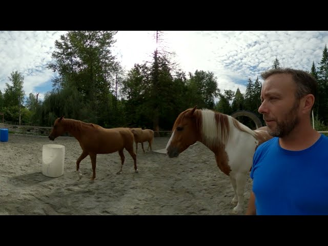 Hanging Out With All The Horses In 360° Video