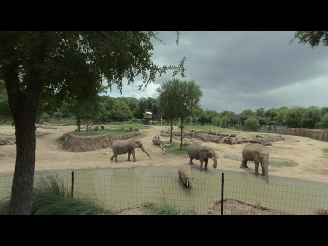 elephants in vr180 at the zoo