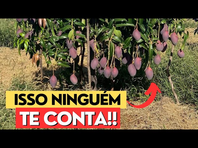 ORIENTAÇÃO PARA O CULTIVO DA MANGA PALMER!!!