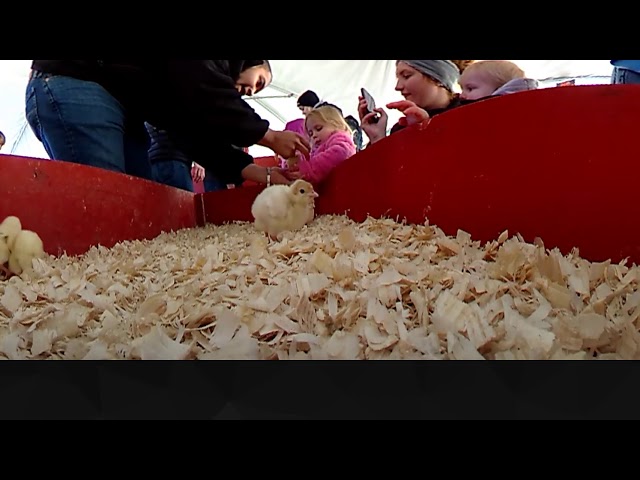 Baby Chicks 360