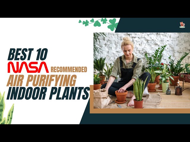 Best 10 Air purifying indoor plants | Approved by NASA