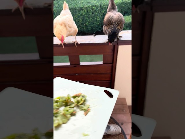 NO FOOD WASTE! My chickens eat kiwi scraps